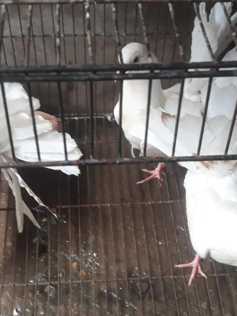 American Fantail Pigeons For Sale — photo 3