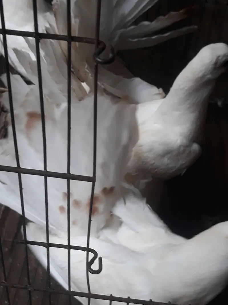 American Fantail Pigeons For Sale — photo 4