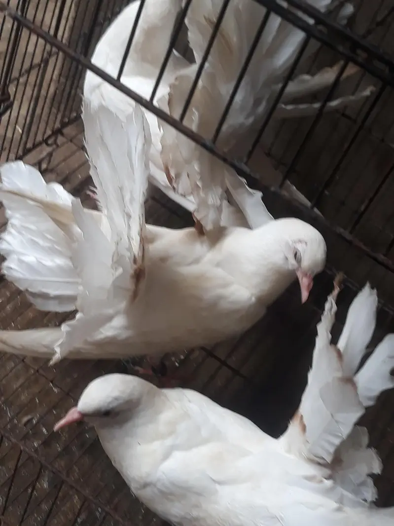 American Fantail Pigeons For Sale — photo 9