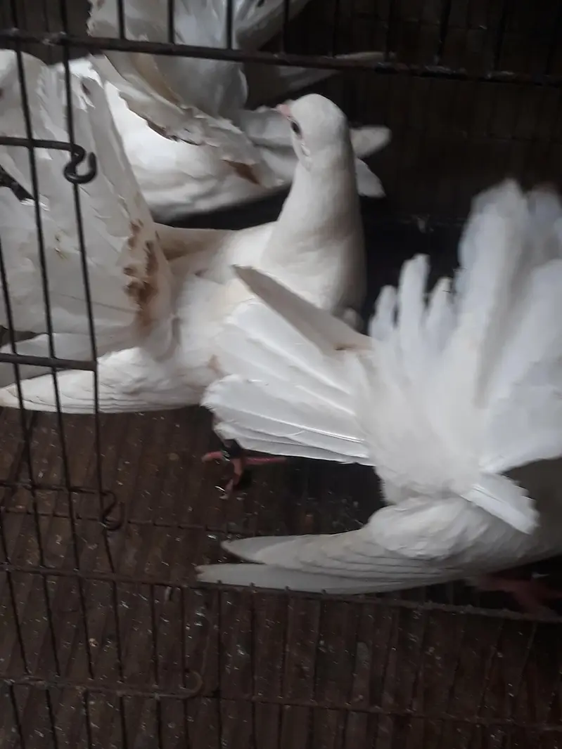 American Fantail Pigeons For Sale — photo 10