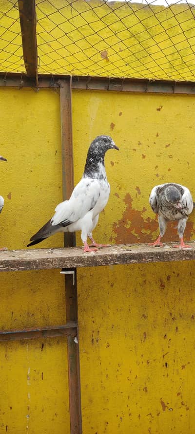 Baby pigeon for sale only 1500 pr