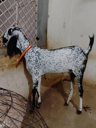 Makhi cheeni bakri 2 dant sath may 1 path   contact  03236897795