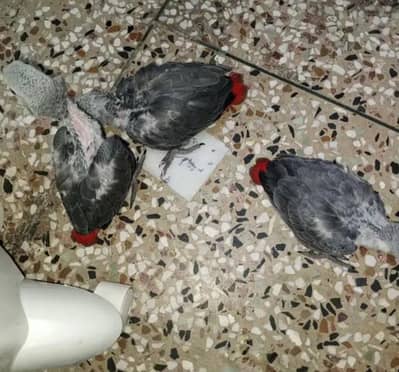 African grey parrot chicke for sale 0314=3637=375