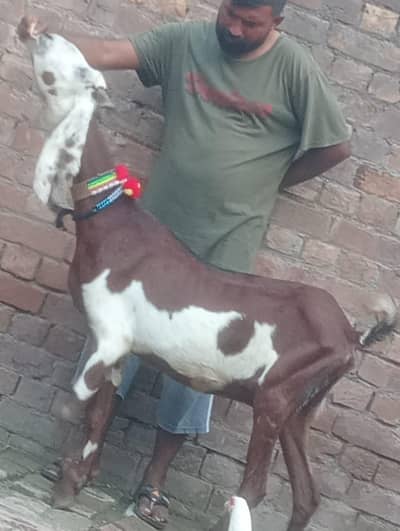 Nagra Dabi Gabn bakri sale