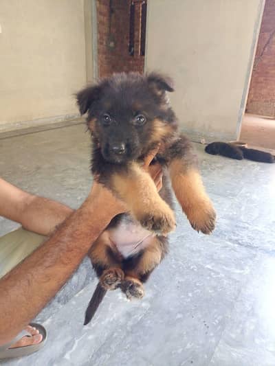 azadi offer gsd puppies for sale