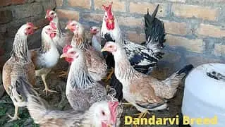 ​​Dandarawi hen / Dandarawi Chicken / ​Dandarawi pathi , patha / eggs — photo 2