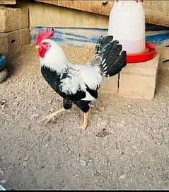 ​​Dandarawi hen / Dandarawi Chicken / ​Dandarawi pathi , patha / eggs — photo 8