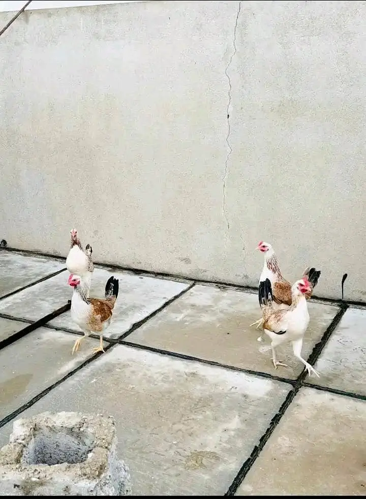 ​​Dandarawi hen / Dandarawi Chicken / ​Dandarawi pathi , patha / eggs — photo 6