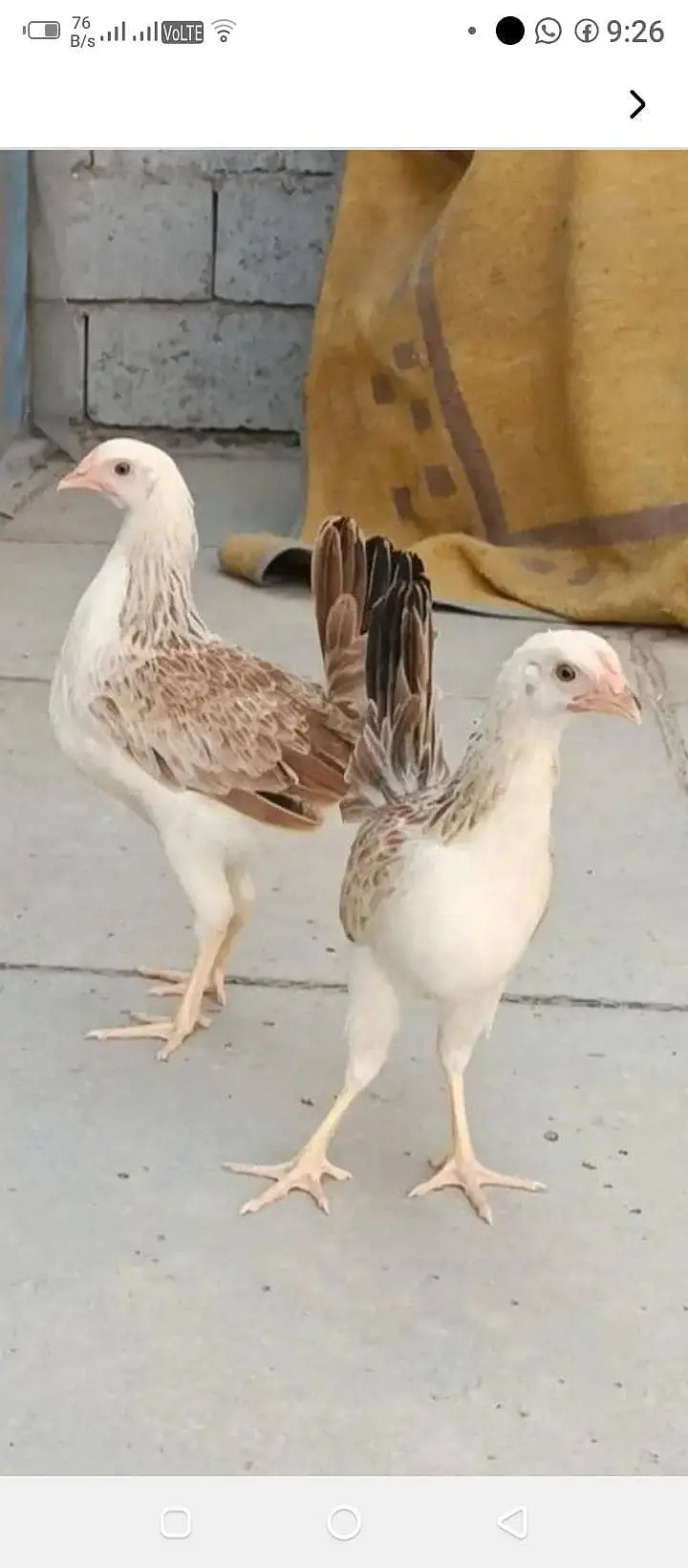 ​​Dandarawi hen / Dandarawi Chicken / ​Dandarawi pathi , patha / eggs — photo 4