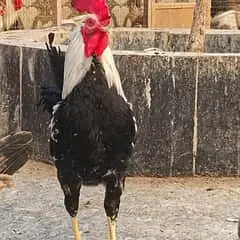 ​​Dandarawi hen / Dandarawi Chicken / ​Dandarawi pathi , patha / eggs — photo 7