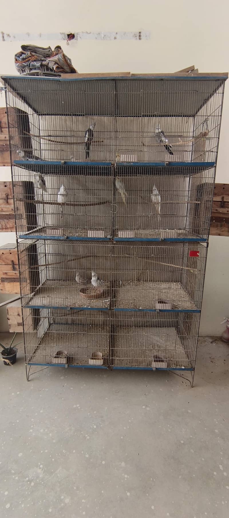 Coctail breeding Setup 1