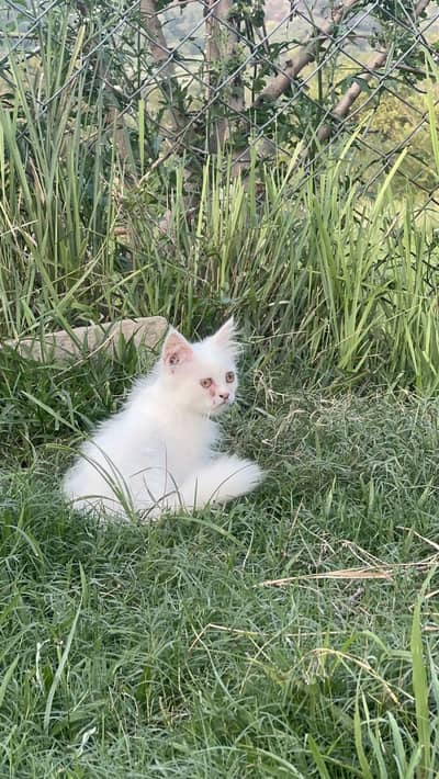 Persian cat