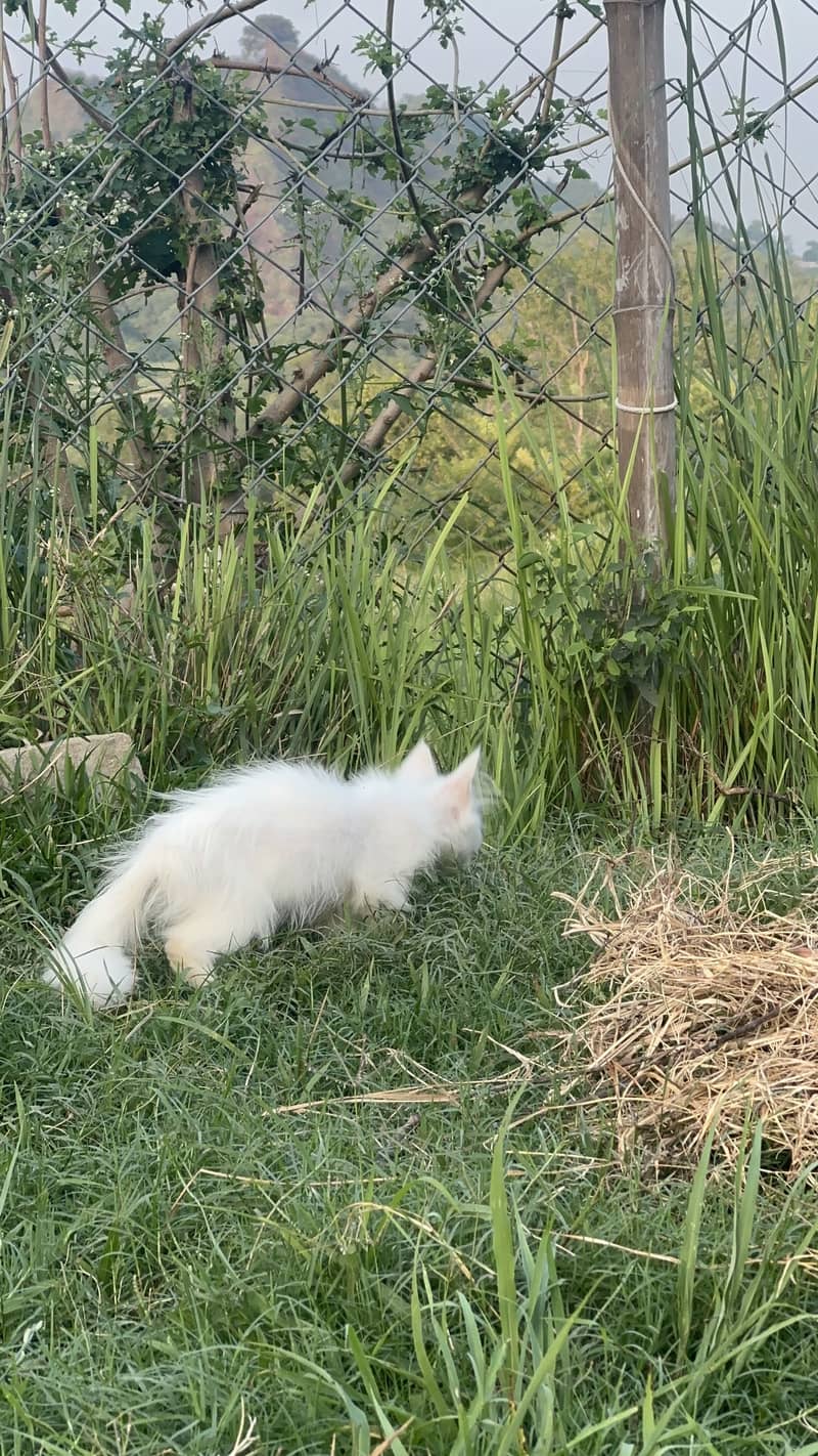 Persian cat 1