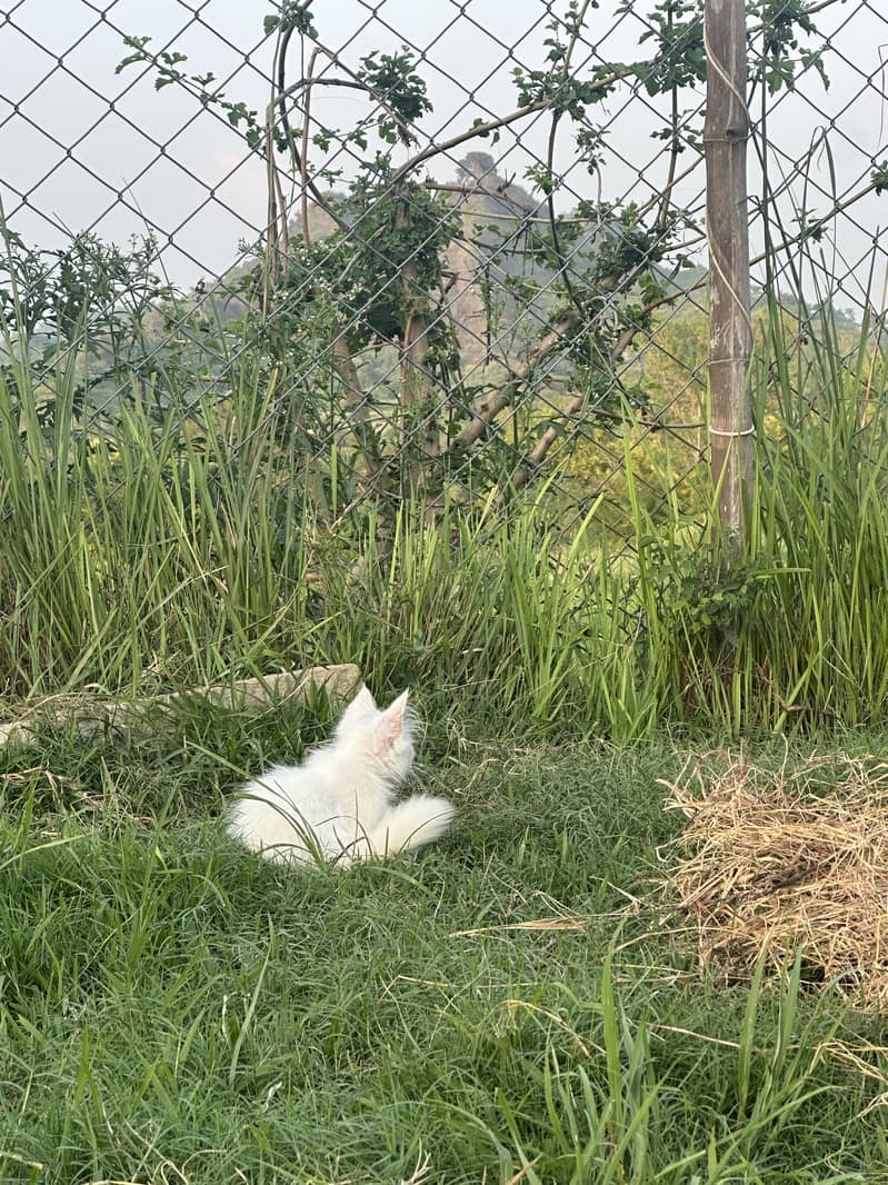 Persian cat 2