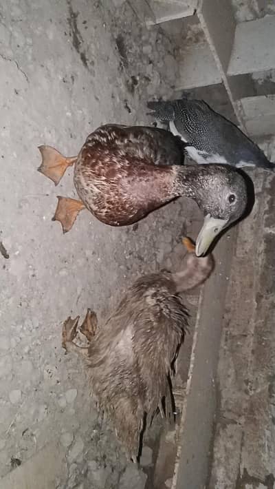 ducks breeder pair exchange also possible