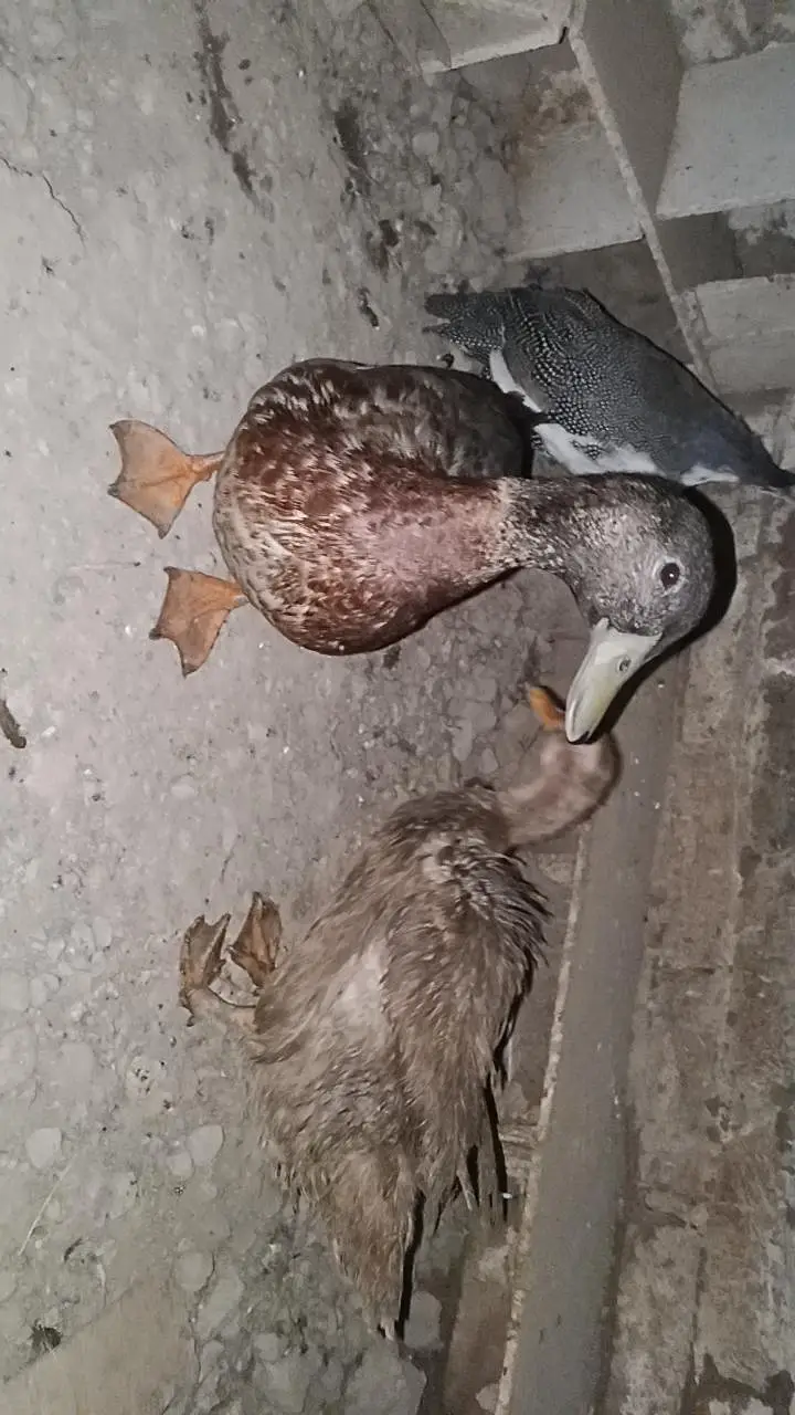ducks breeder pair exchange also possible