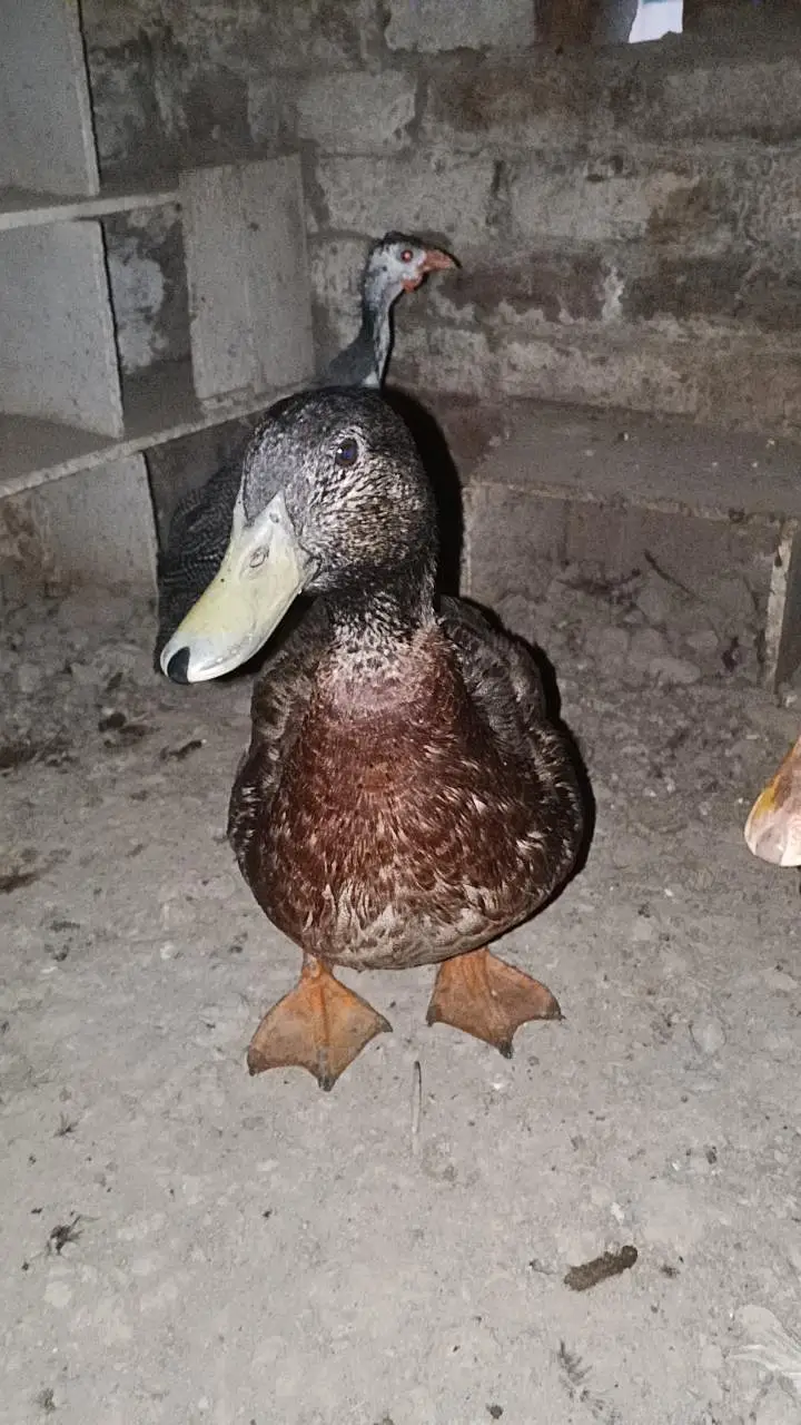 ducks breeder pair exchange also possible — photo 2