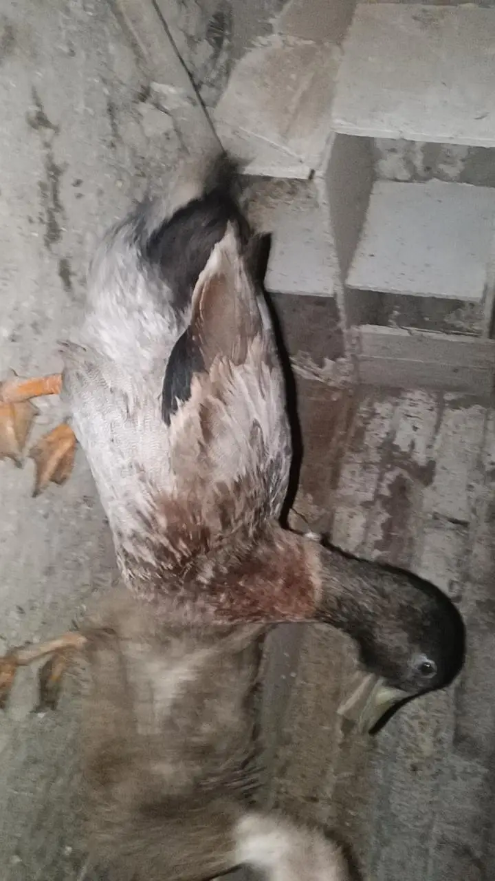 ducks breeder pair exchange also possible — photo 3