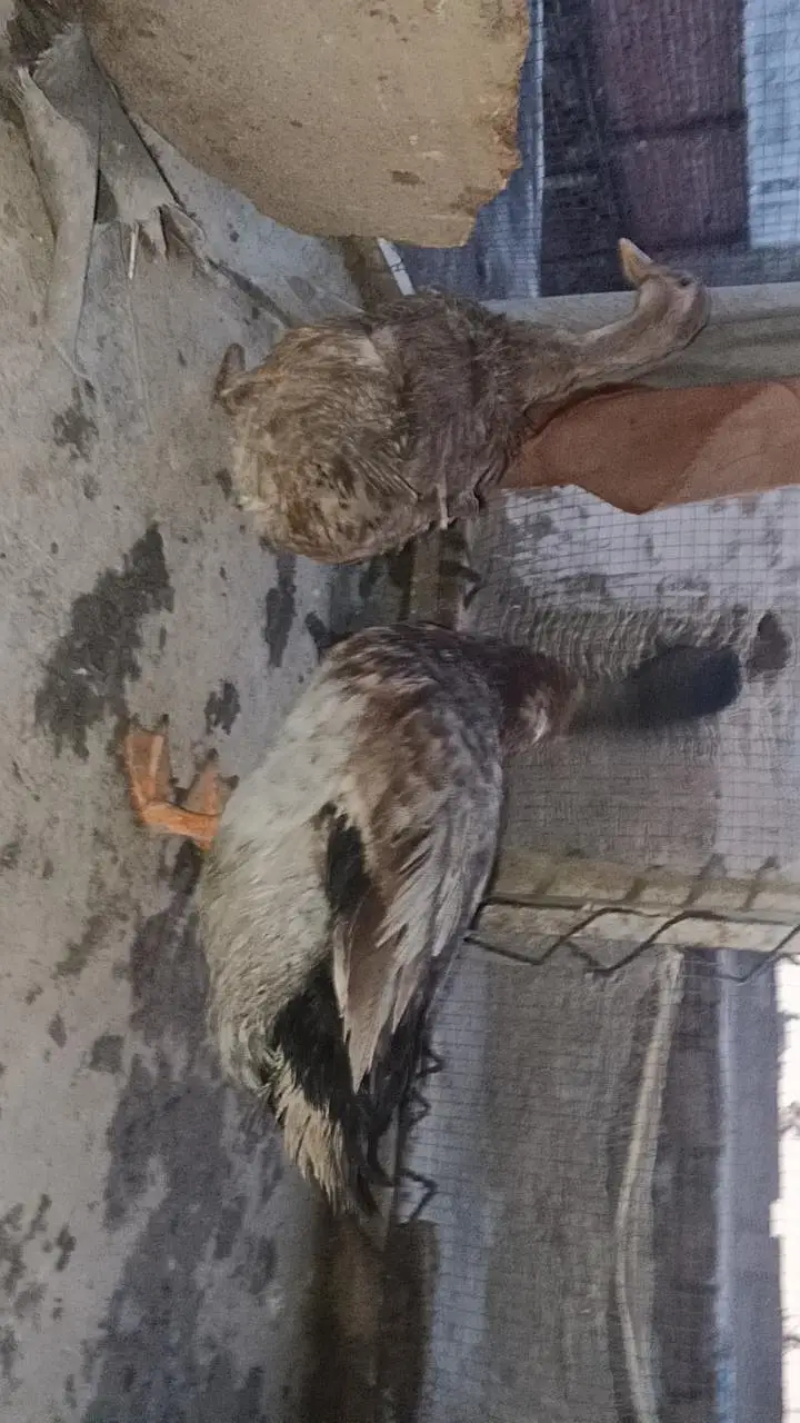 ducks breeder pair exchange also possible — photo 4