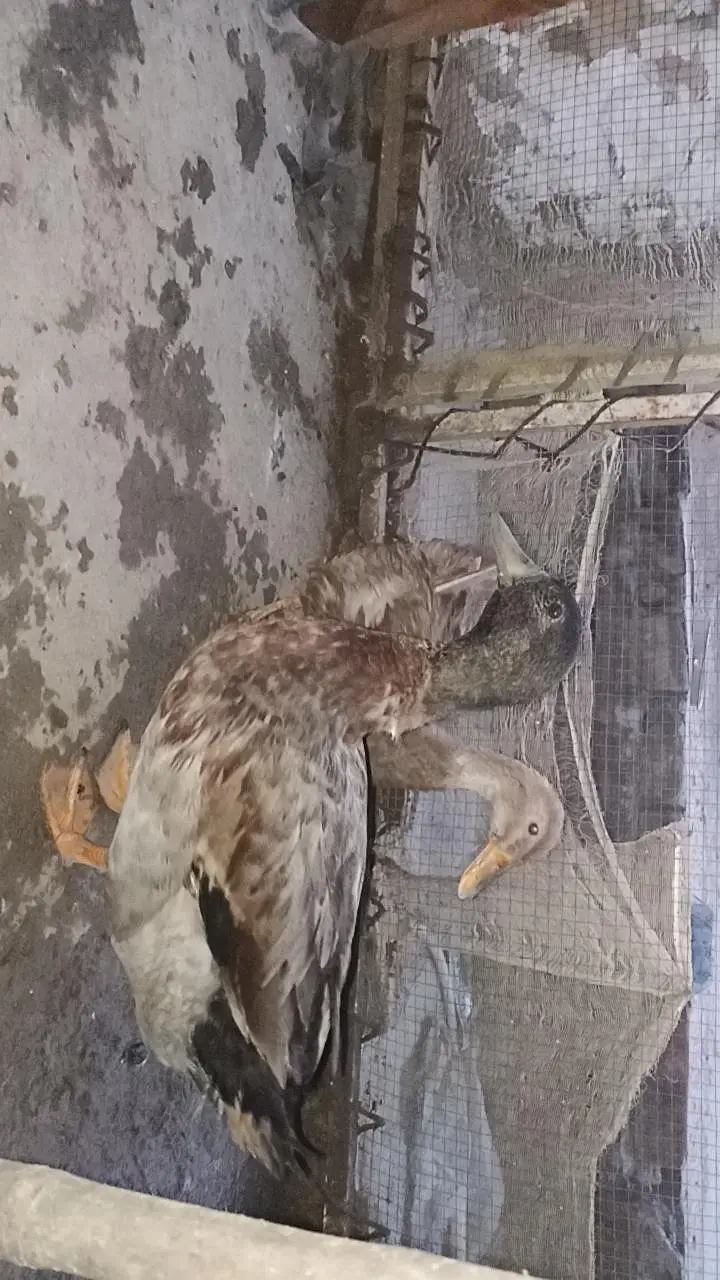 ducks breeder pair exchange also possible — photo 5