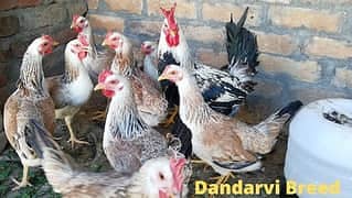 ​​Dandarawi hen / Dandarawi Chicken / ​Dandarawi pathi , patha / egg