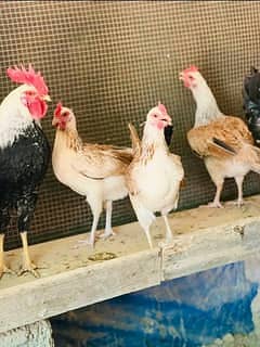 ​​Dandarawi hen / Dandarawi Chicken / ​Dandarawi pathi , patha / egg