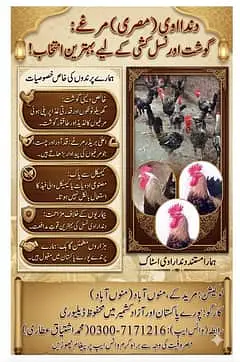 ​​Dandarawi hen / Dandarawi Chicken / ​Dandarawi pathi , patha / egg — photo 8