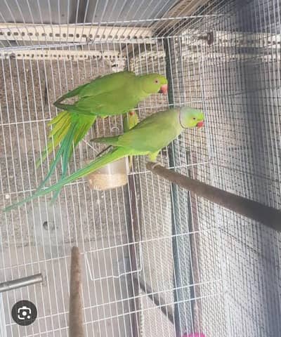100 percent breeder pair contact on WhatsApp 03200438464