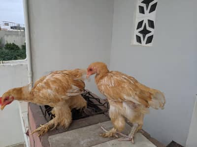 4 months old golden buff chicks