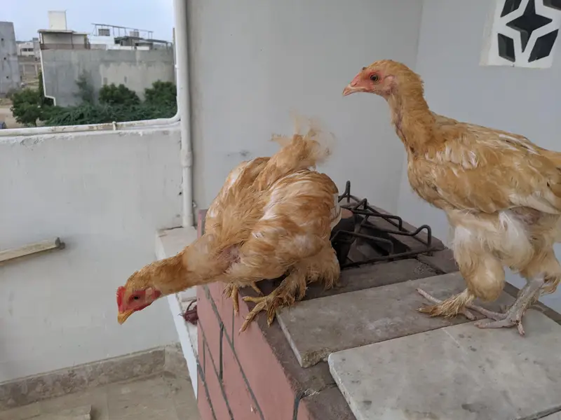 4 months old golden buff chicks — photo 2
