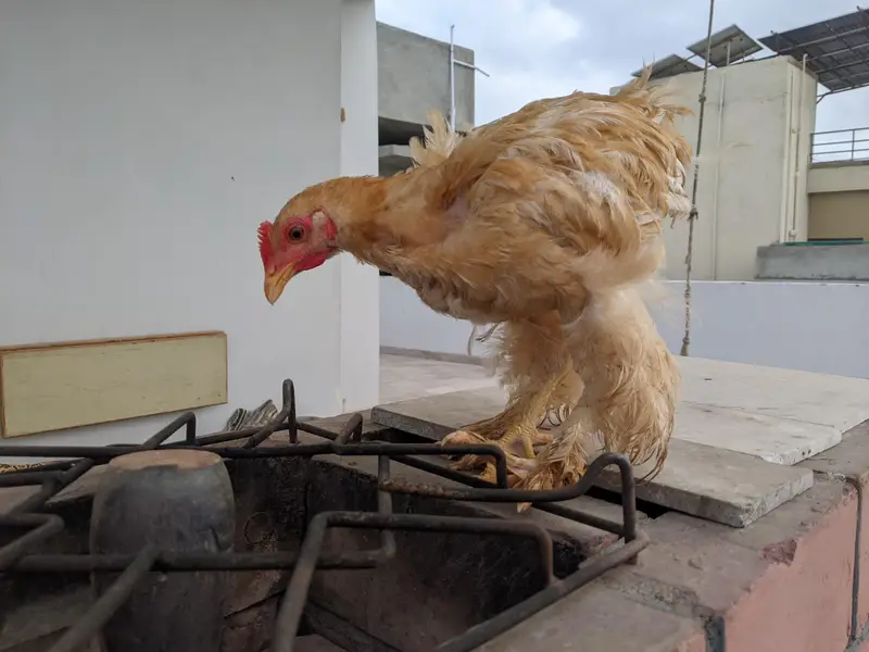 4 months old golden buff chicks — photo 3