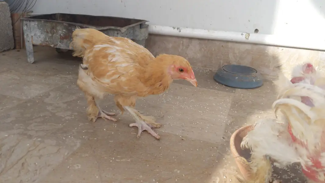 4 months old golden buff chicks — photo 4