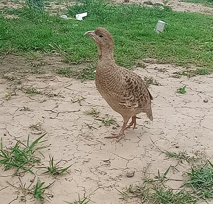 Breader Golden Irani Male — photo 3