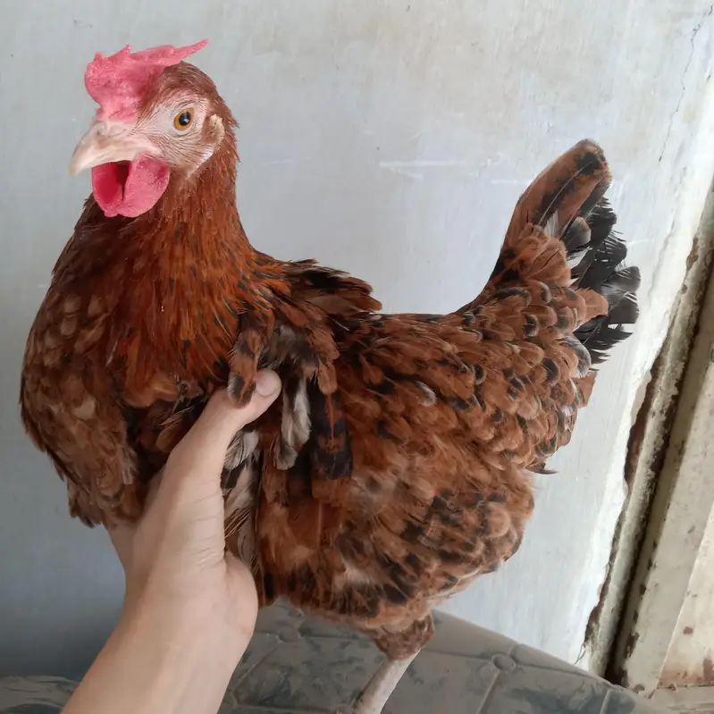 murga murgi pair — photo 2