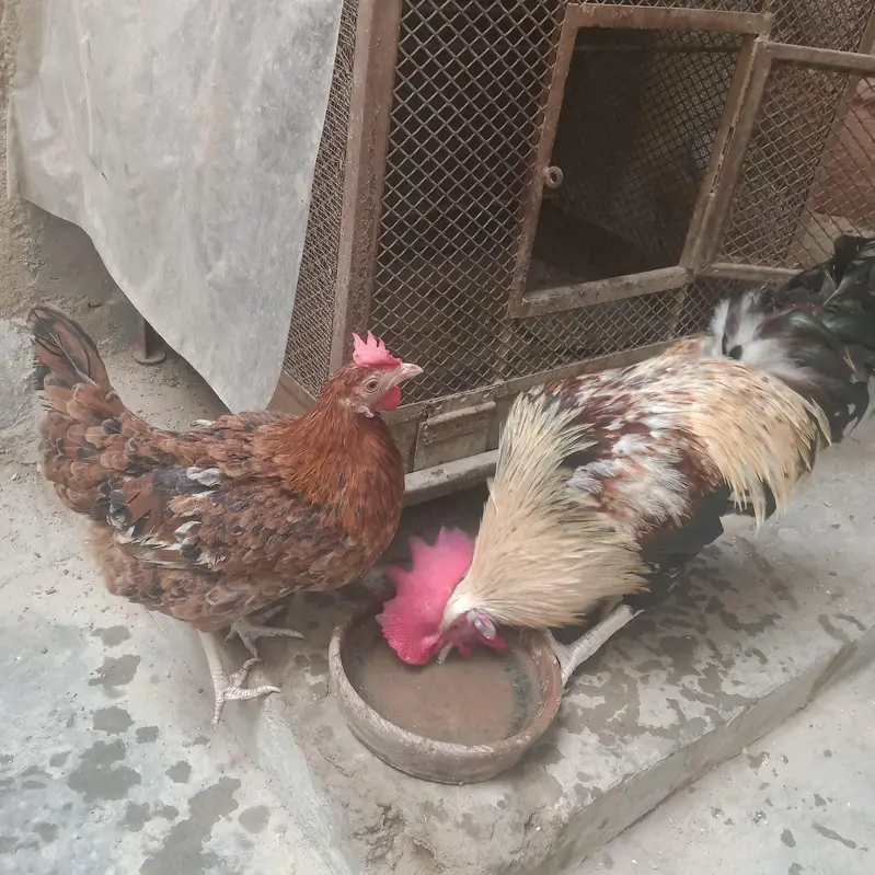 murga murgi pair — photo 3