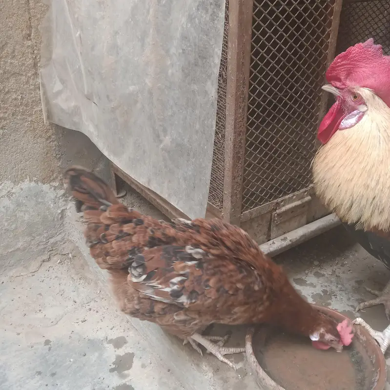 murga murgi pair — photo 5