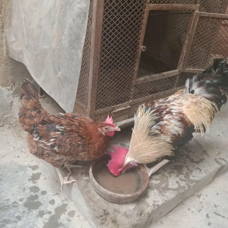 murga murgi pair — photo 6