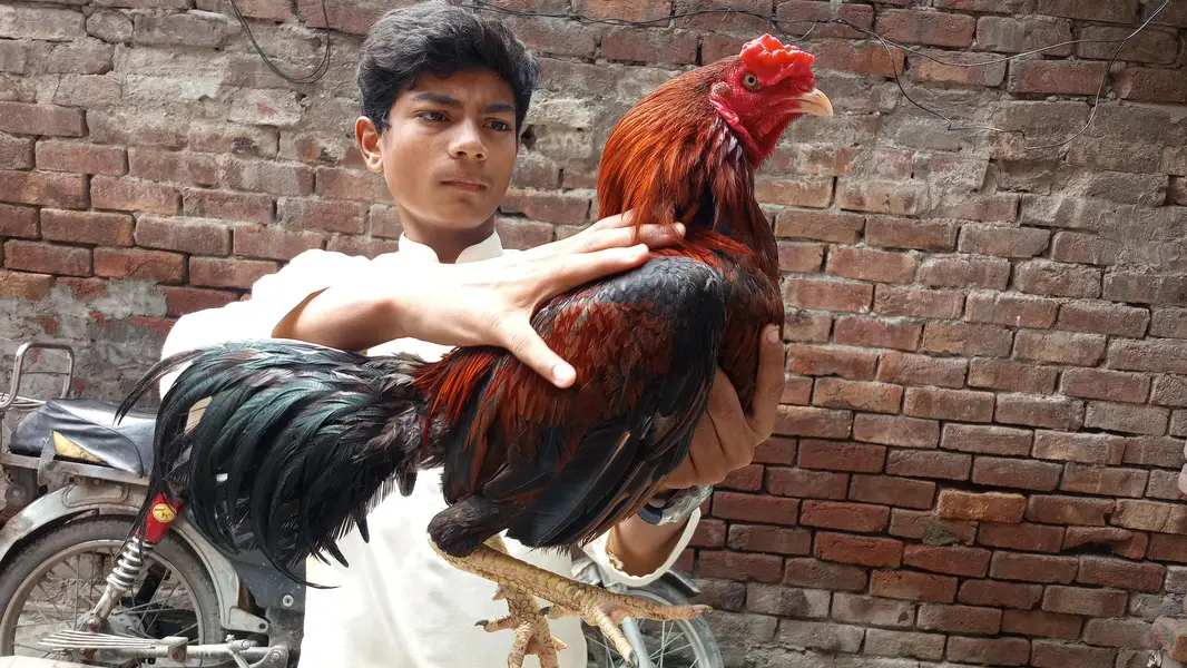 high quality aseel patha — photo 3