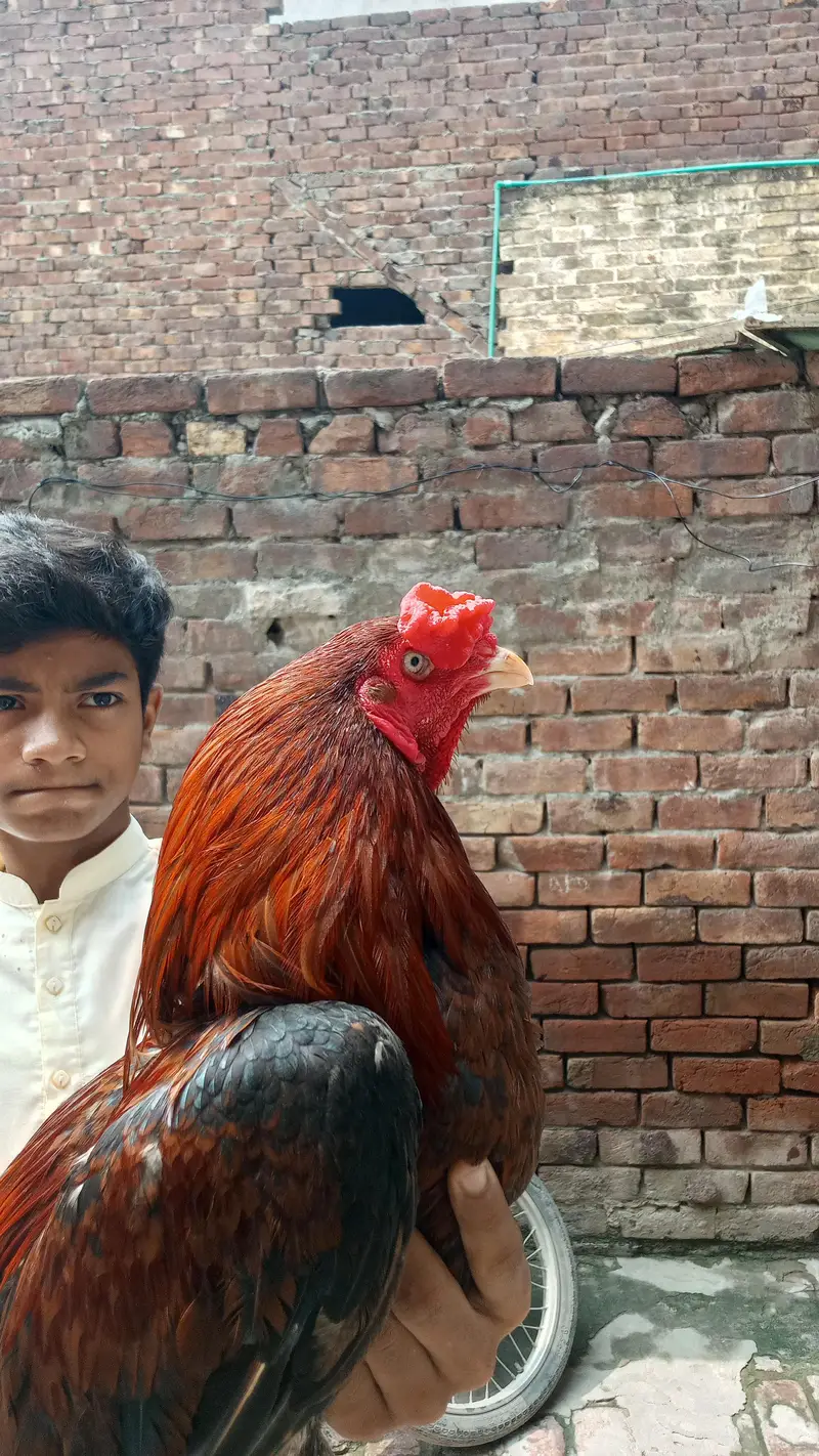 high quality aseel patha — photo 5