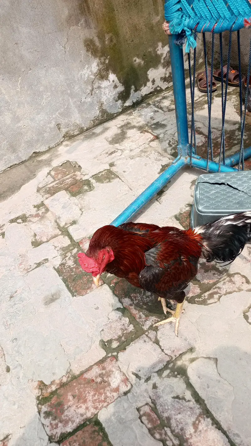 high quality aseel patha — photo 6
