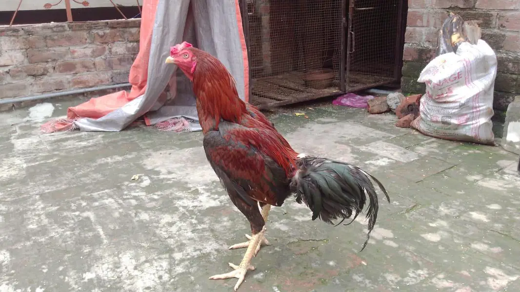 high quality aseel patha — photo 12
