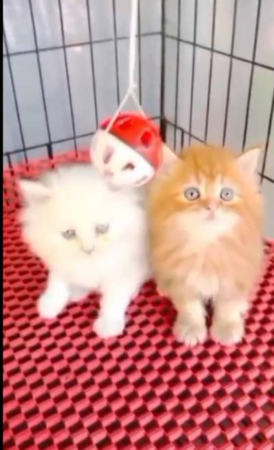 (Persian female kitten) (for sale all) (Pakistan delivery available)