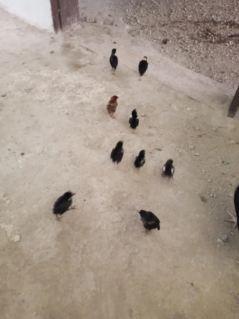 Assle chick for sale — photo 3