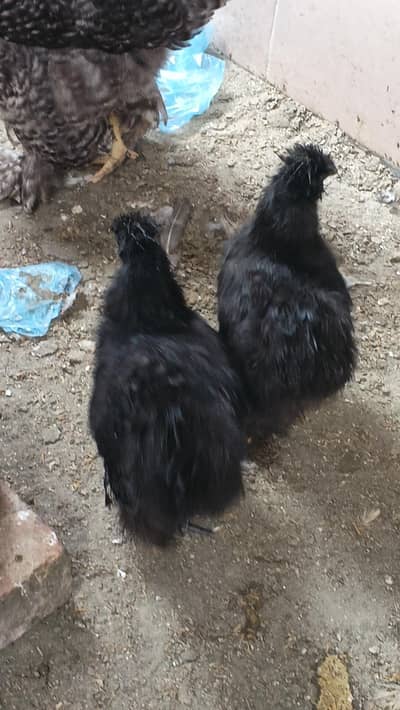 black silki , pair