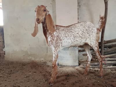 Makhi cheeni bakri
