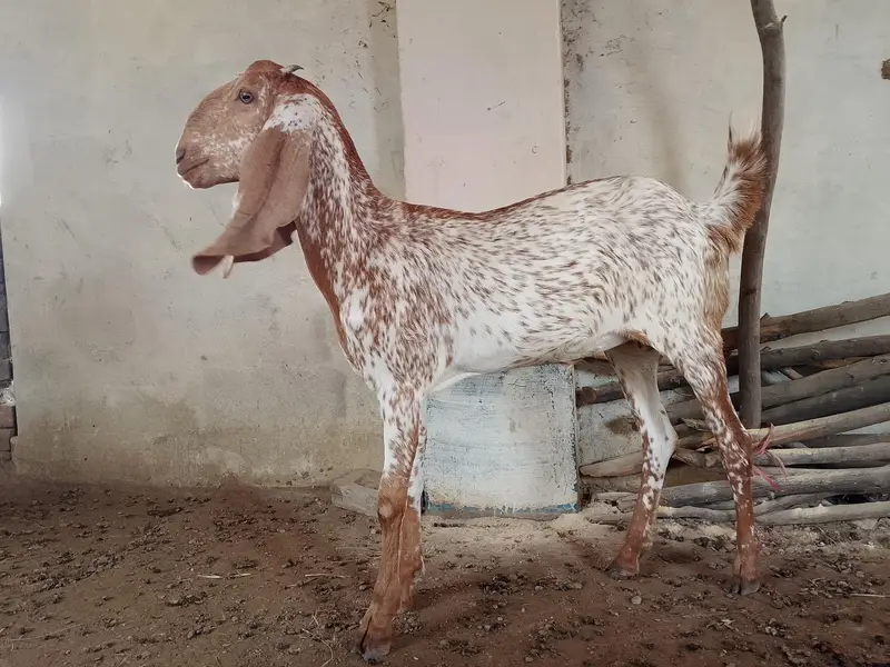Makhi cheeni bakri — photo 2