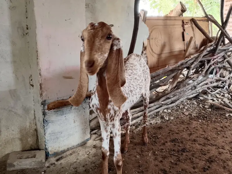 Makhi cheeni bakri — photo 3
