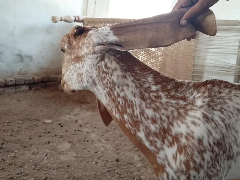 Makhi cheeni bakri — photo 4