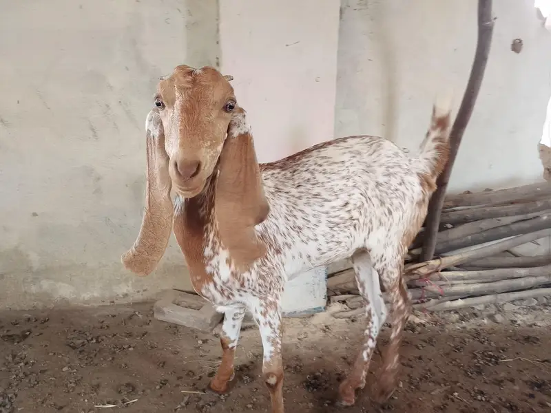Makhi cheeni bakri — photo 5