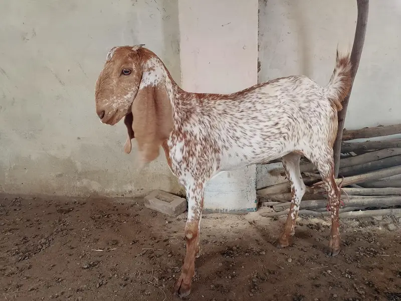 Makhi cheeni bakri — photo 6